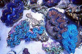 海の宝石シャコ貝の仲間