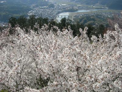 満開の桜と市内を臨む写真です