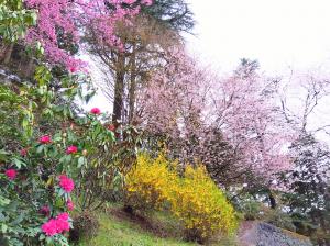 丸山公園ではいろんな花が咲いています。しゃくなげも咲き始めました！