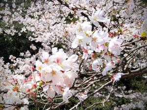 桜の花を見ると無条件に幸せな気持ちになります。