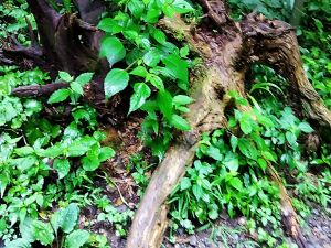 第二次世界大戦時に供出された杉の根が流木となって転がっているそうです。