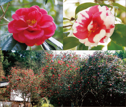 Natural Treasure Designated by Ehime Prefecture Camellia Trees of Nyoho-ji Temple