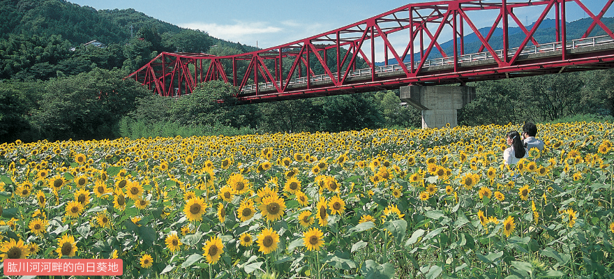 肱川河河畔的向日葵地