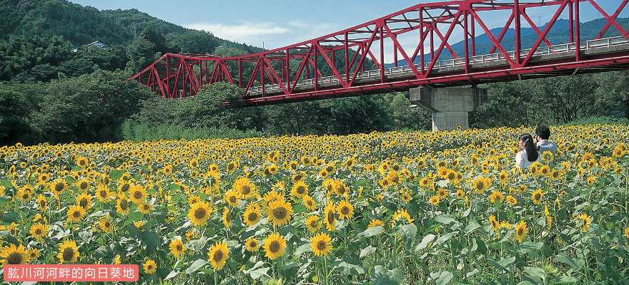 肱川河河畔的向日葵地