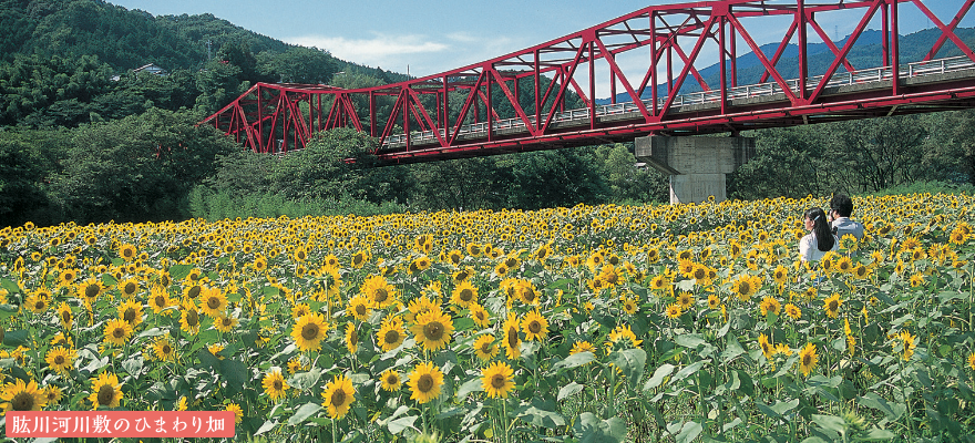 肱川河川敷のひまわり畑