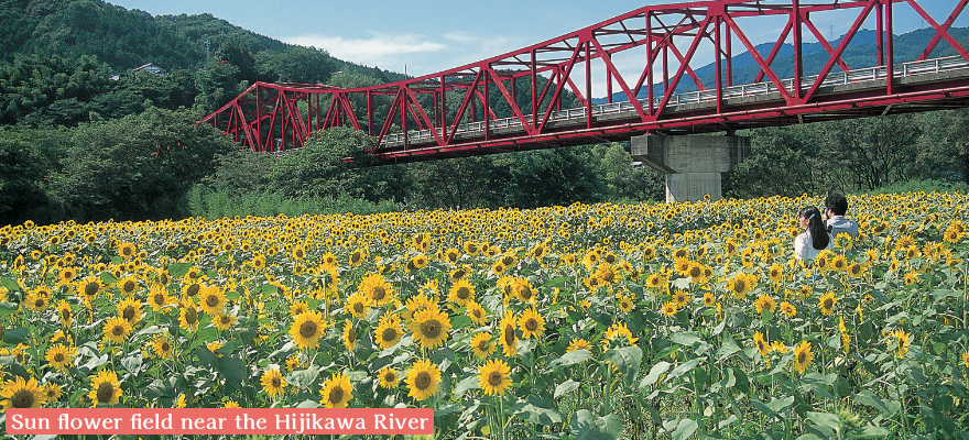 Sun flower field near the Hijikawa River