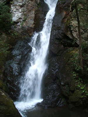 滝の画像