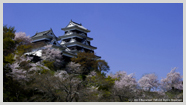 大洲城と桜