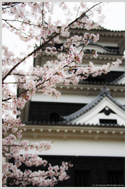 大洲城と桜