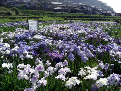 櫛生菖蒲園、満開のしょうぶの写真です