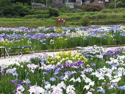 花菖蒲の写真です