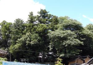 藤縄三島神社社叢