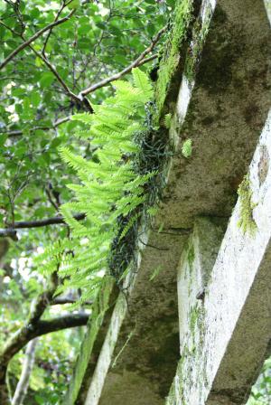 天神社のアオネカズラ