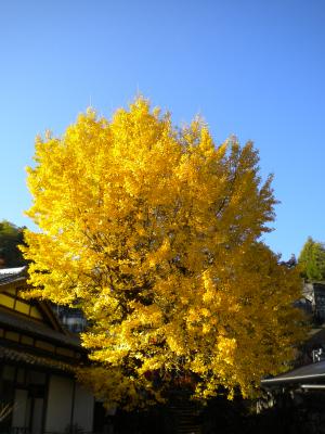 西方寺のイチョウ