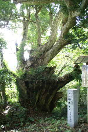 豊茂のコガノキ