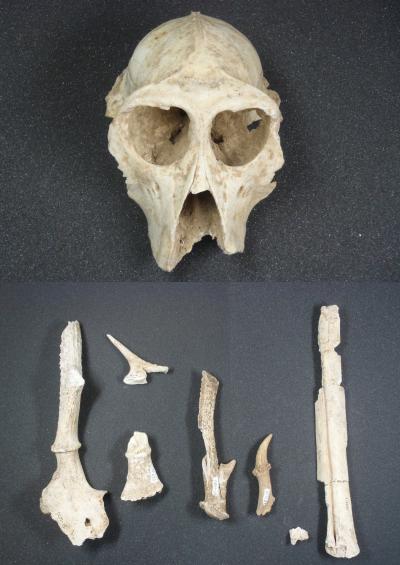 （上：ニホンザル頭骨化石、下：ニホンムカシジカなどの化石） 