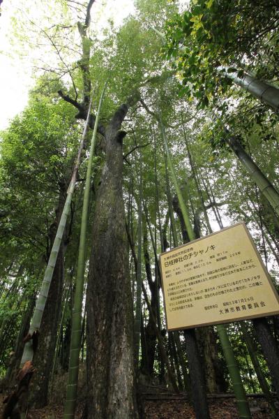 日枝神社のチシャノキ