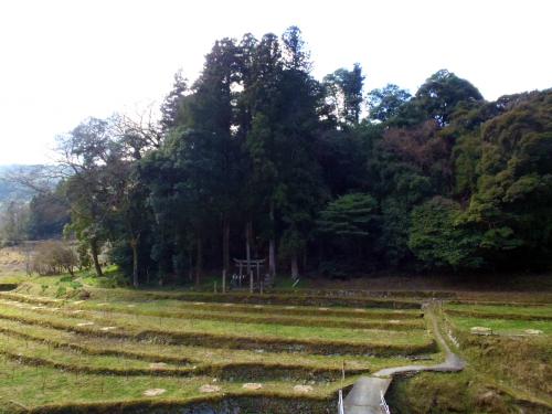 柳沢三島神社社叢