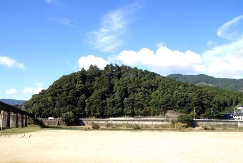 対岸からみた社叢の様子