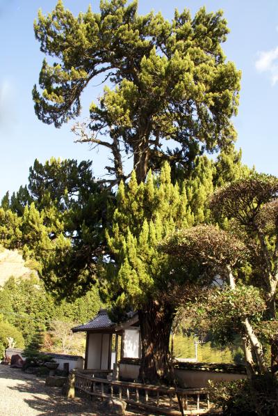 西禅寺のビャクシン