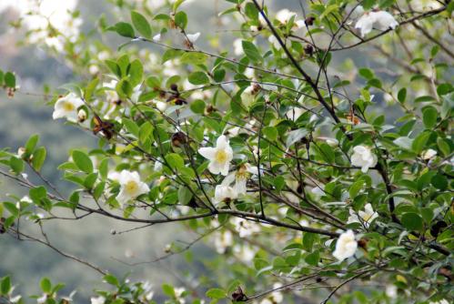 森山のサザンカ　花冠