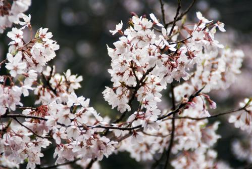 開花の様子