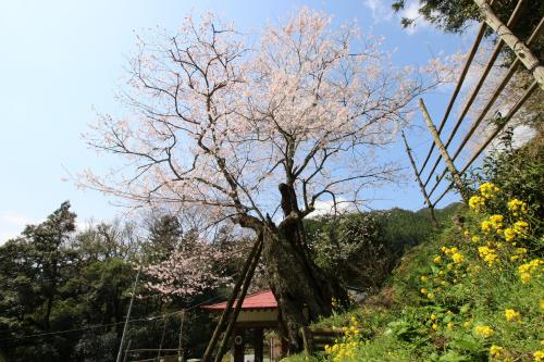 用の山のサクラ