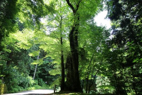 出石寺のカツラ