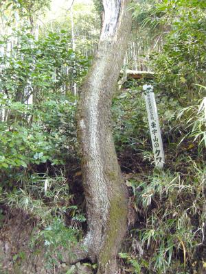 東宇山のクワ