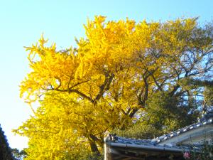 豊茂三島神社のイチョウ