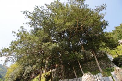 田処熊野神社のカヤ