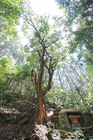 友岡神社のイスノキ