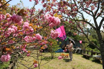祇園公園の八重桜