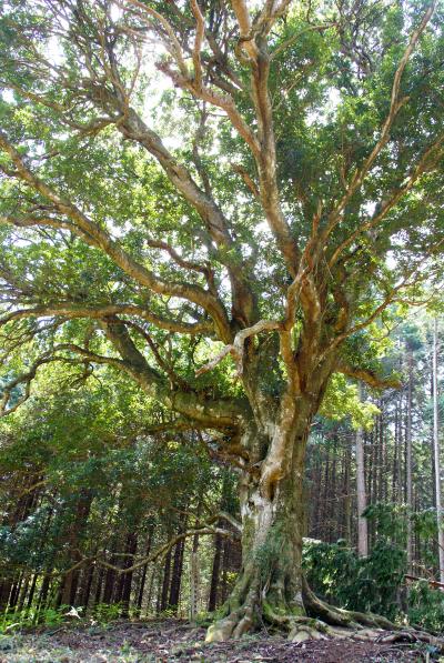 大貸のヤマモモ