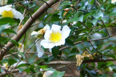 宇津のサザンカ開花