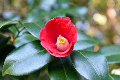 東宇山のヤブツバキ開花