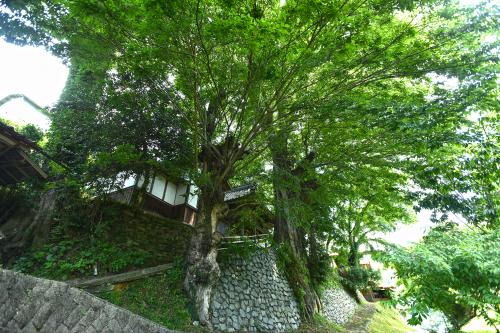 一ノ宮神社ムクノキ・エノキ・シラカシ群生地