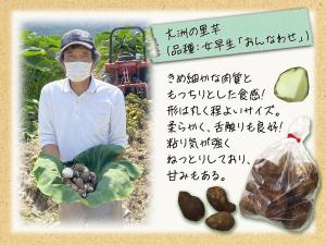 大洲の里芋の説明