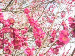 寒い日もありますが、梅や菜の花に春が近いことを教えられるこの頃です。