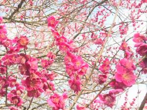 寒い日もありますが、梅や菜の花に春が近いことを教えられるこの頃です。