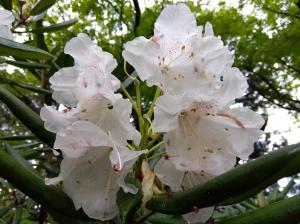 生まれて初めてシャクナゲを見ました！花びらに透明感があってきれいですね。