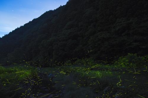 矢落川のゲンジボタル発生地