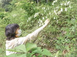 ホタルブクロは爪で花柄を切り離して収穫します。