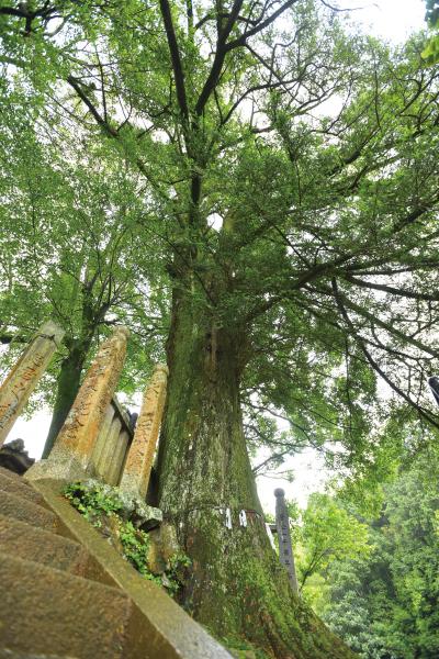 田口天満宮のカヤ