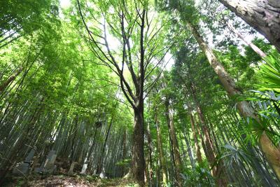 藤縄のオハツキイチョウ