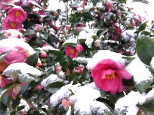 あたり一面白以外の色が消えたり、雪化粧の日があったり。