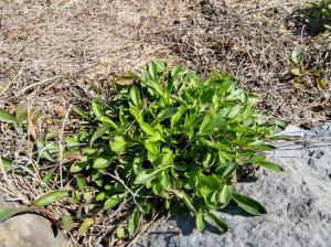 自分では種類がわからない植物です。葉がしっかりしているのでもしかしたら園芸種だったりするんでしょうか…？