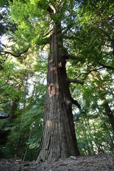 菅田金毘羅神社のイチョウ（１）