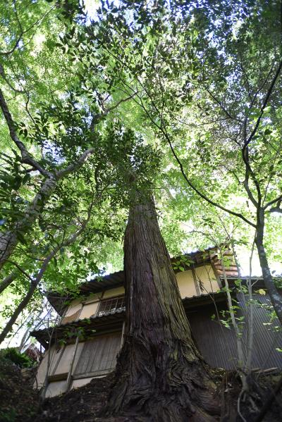 菅田金毘羅神社のイチョウ（２）