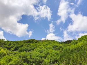 今の時期は新緑が気持ちいいです。